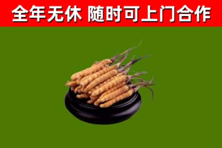 淮北市回收冬虫夏草